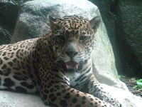 image of jaguar_car