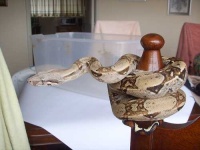 image of boa_constrictor
