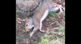 image of animal