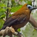 image of bird