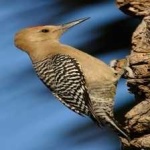 image of bird