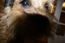 image of border_terrier #5