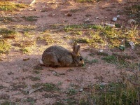 image of wood_rabbit