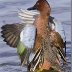 image of bird