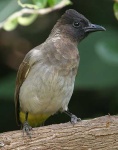 image of bulbul