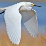 image of bird