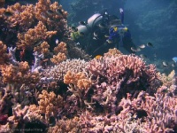 image of coral_reef #13