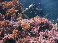 image of coral_reef