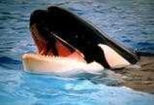 image of killer_whale #17