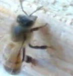 image of bee #20