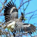 image of bird