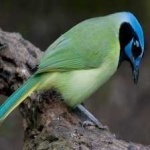 image of green_jay #7