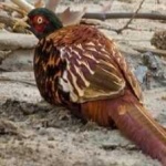 image of ring_necked_pheasant #13