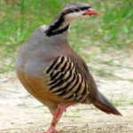 image of bird