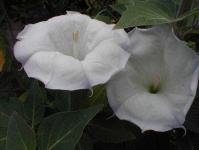 image of flower