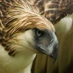 image of bird