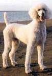 image of standard_poodle