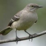 image of bird