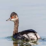 image of bird