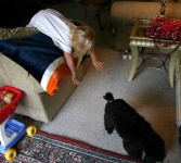 image of miniature_poodle
