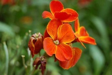 image of flower