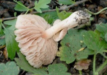 image of mushrooms