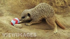 image of meerkat