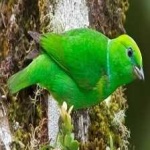 image of bird