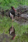 image of black_stork