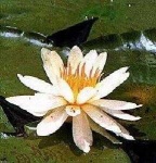 image of water_lilly