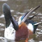 image of bird