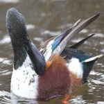 image of northern_shoveler #8