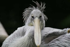 image of pelican