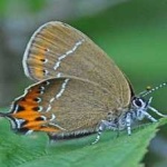 image of hairstreak #34