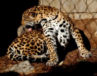 image of animal