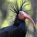 image of bird
