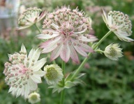 image of flower