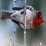 image of bird