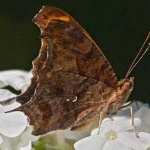 image of animal