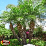 image of palm_tree