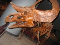 image of triceratops
