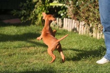 image of vizsla