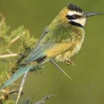 image of white_throated_bee_eater #14