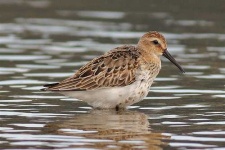image of red_backed_sandpiper