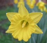 image of flower