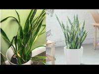 image of house_plant