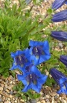 image of flower