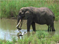 image of indian_elephant