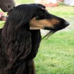 image of animal