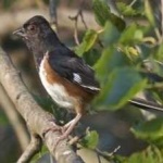 image of bird